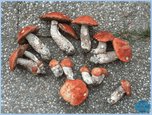 [Kliknut�m obr�zek zv�t��te]