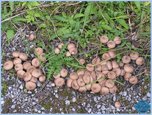 [Kliknut�m obr�zek zv�t��te]